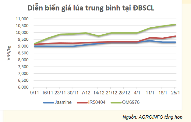 diễn biến gạo trong nước_1706587223.PNG